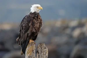 female bald eagle