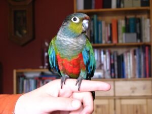 Crimson-Bellied Conure