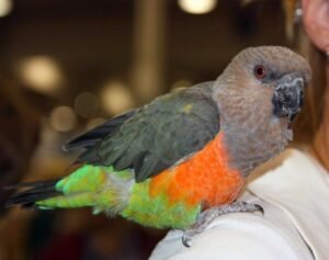 Red-Bellied Parrot