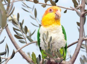 Caique Parrot