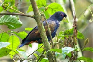 Blue-Crowned Conure