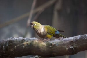 Patagonian Conure