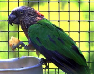 Senegal Parrot