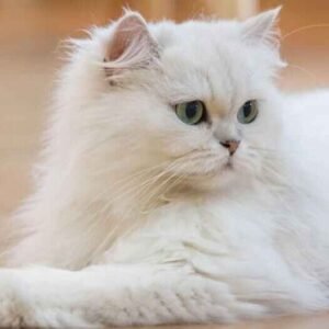 Persian cat