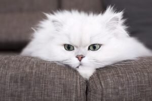 Persian cat