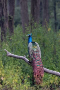 peacock's