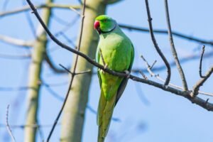 Rose-ringed Parakeet