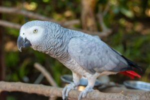 African Grey Parrot