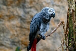 African Grey Parrot