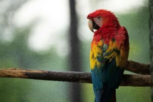 Scarlet Macaw