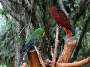 Eclectus Parrot