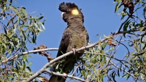 yellow-tailed-black-cockatoo