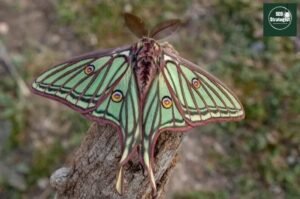 luna-moth