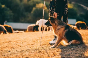 German-Shepherd