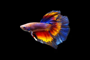 Betta fish