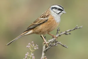 Petronia-Sparrow