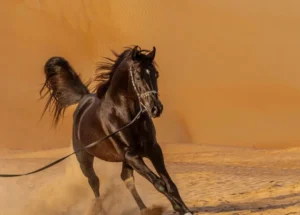 arabian-horse