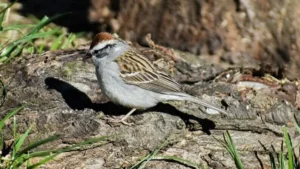 Petronia-Sparrow