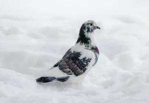 ice pigeon