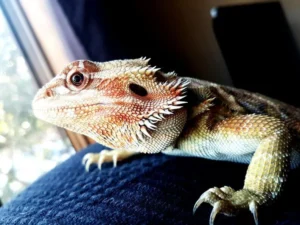 bearded dragon