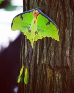 luna-moth