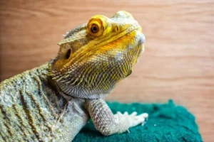 bearded dragon