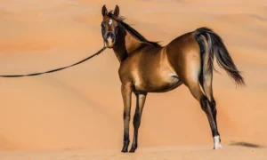 arabian-horse