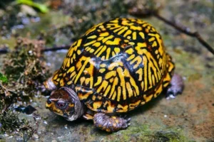 box turtle