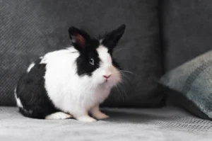 Holland Lop