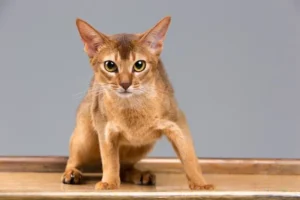 Abyssinian-cat