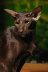 Abyssinian-cat