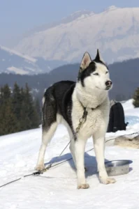 Alaskan-Malamute