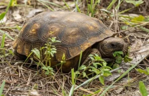 box turtle