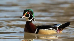 Marbled-duck