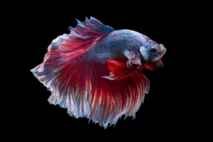 Betta fish